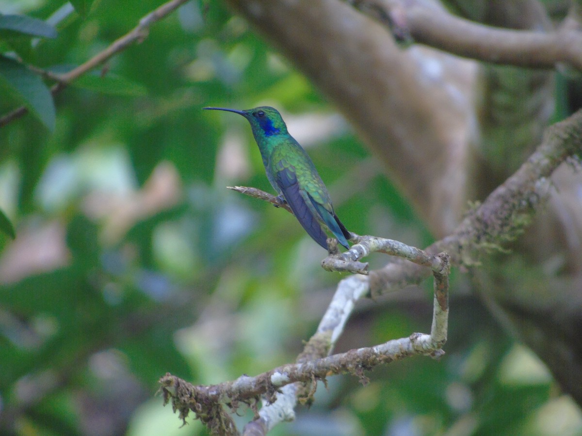 kolibřík modrouchý - ML620318497