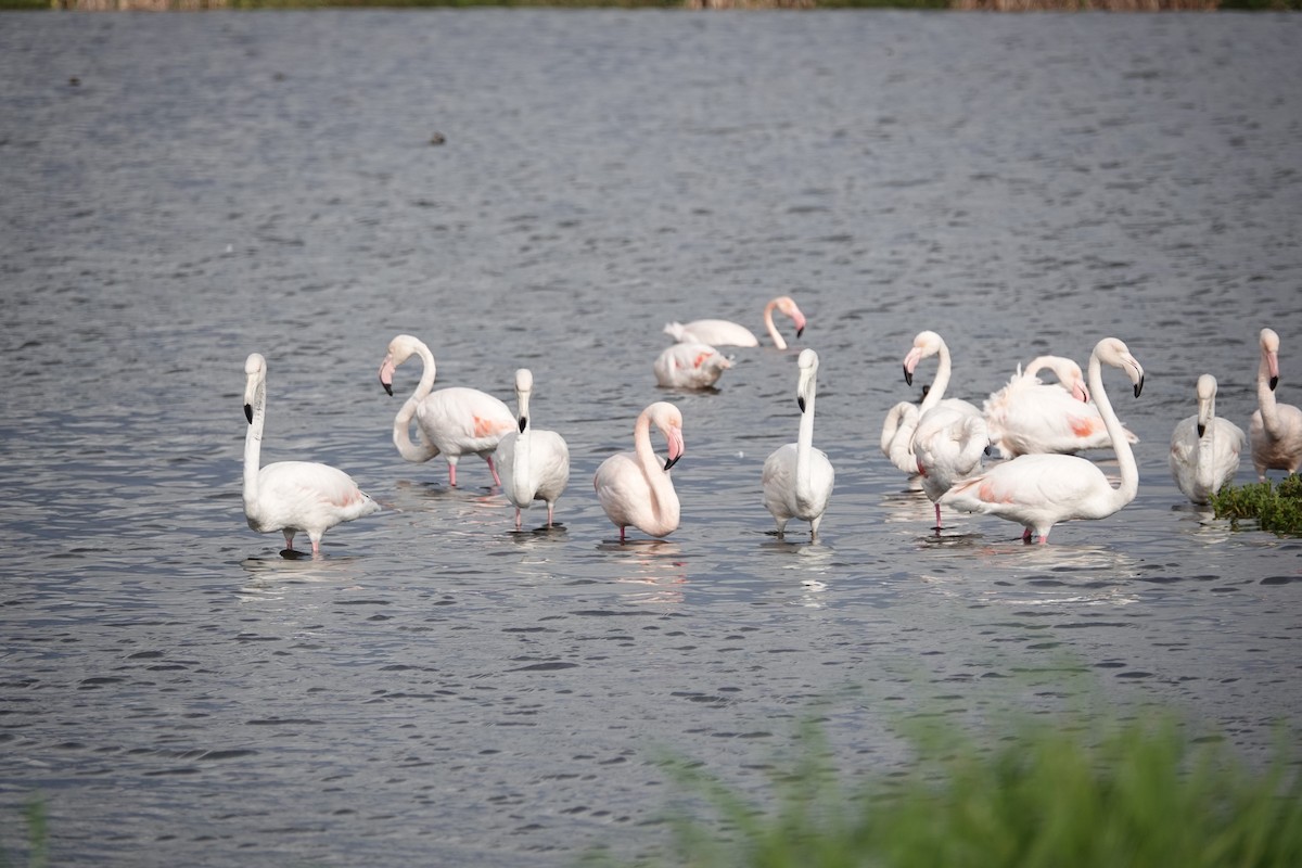 Greater Flamingo - ML620318500