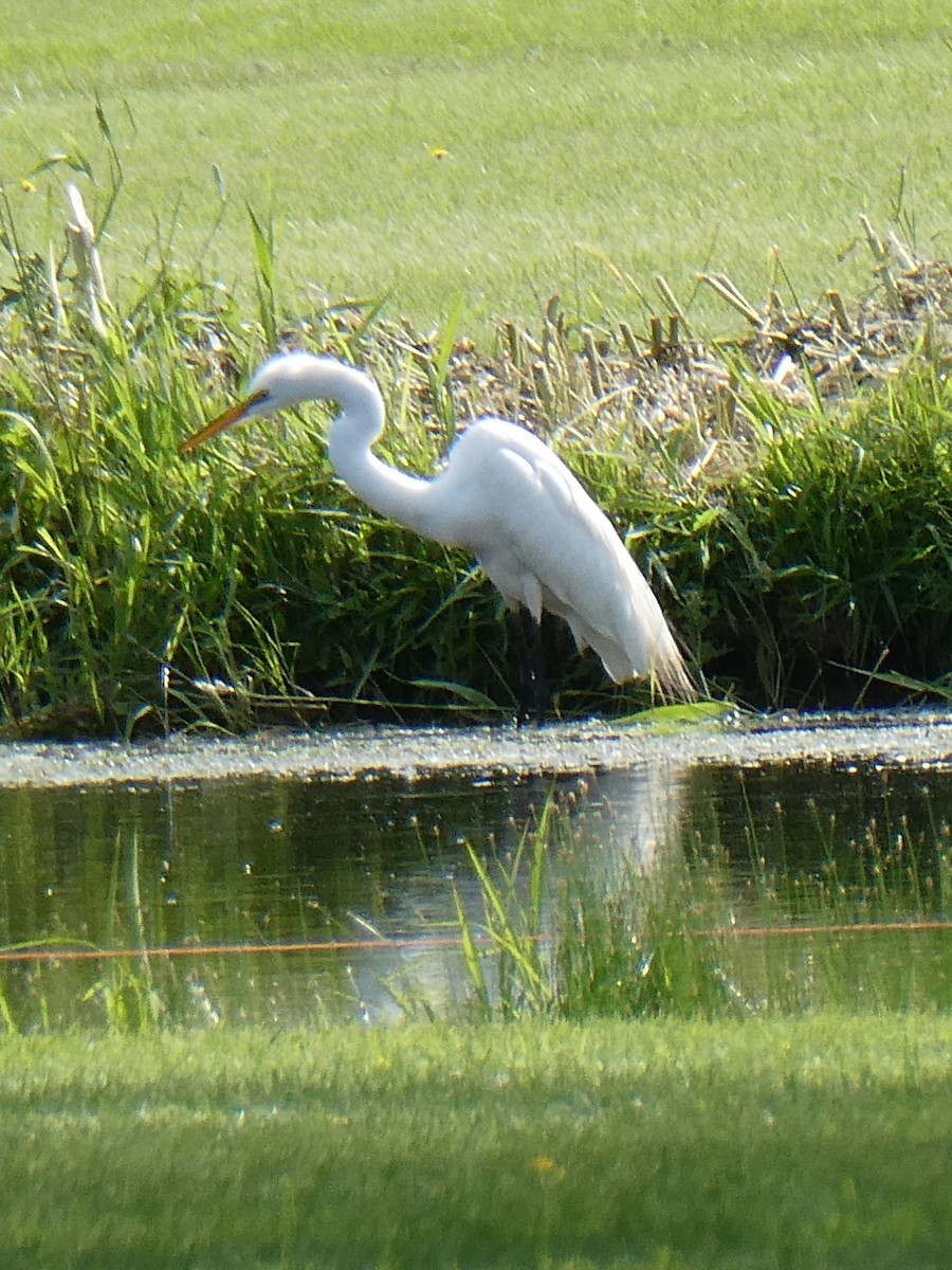 Great Egret - ML620318502