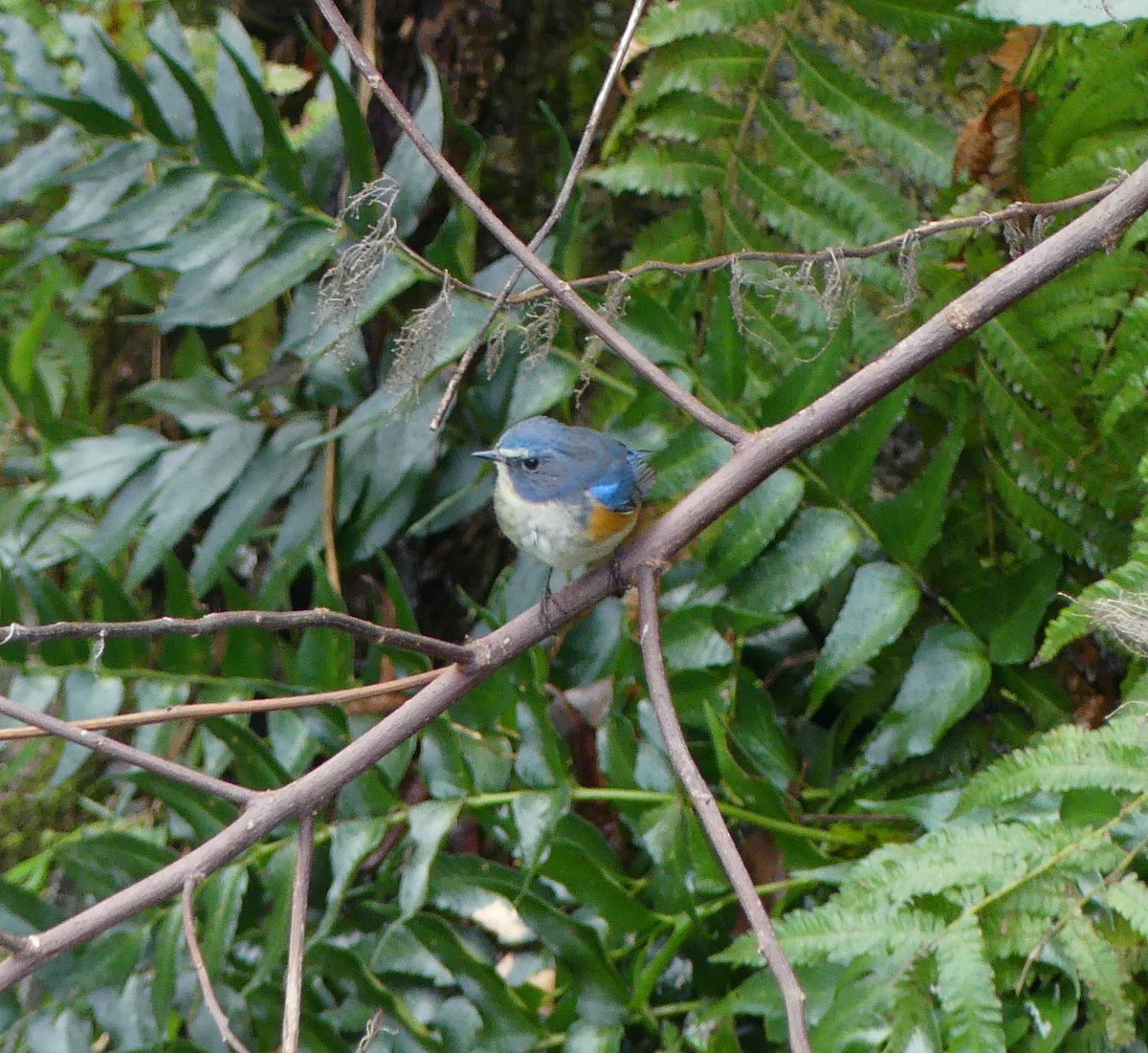 Red-flanked Bluetail - ML620318504
