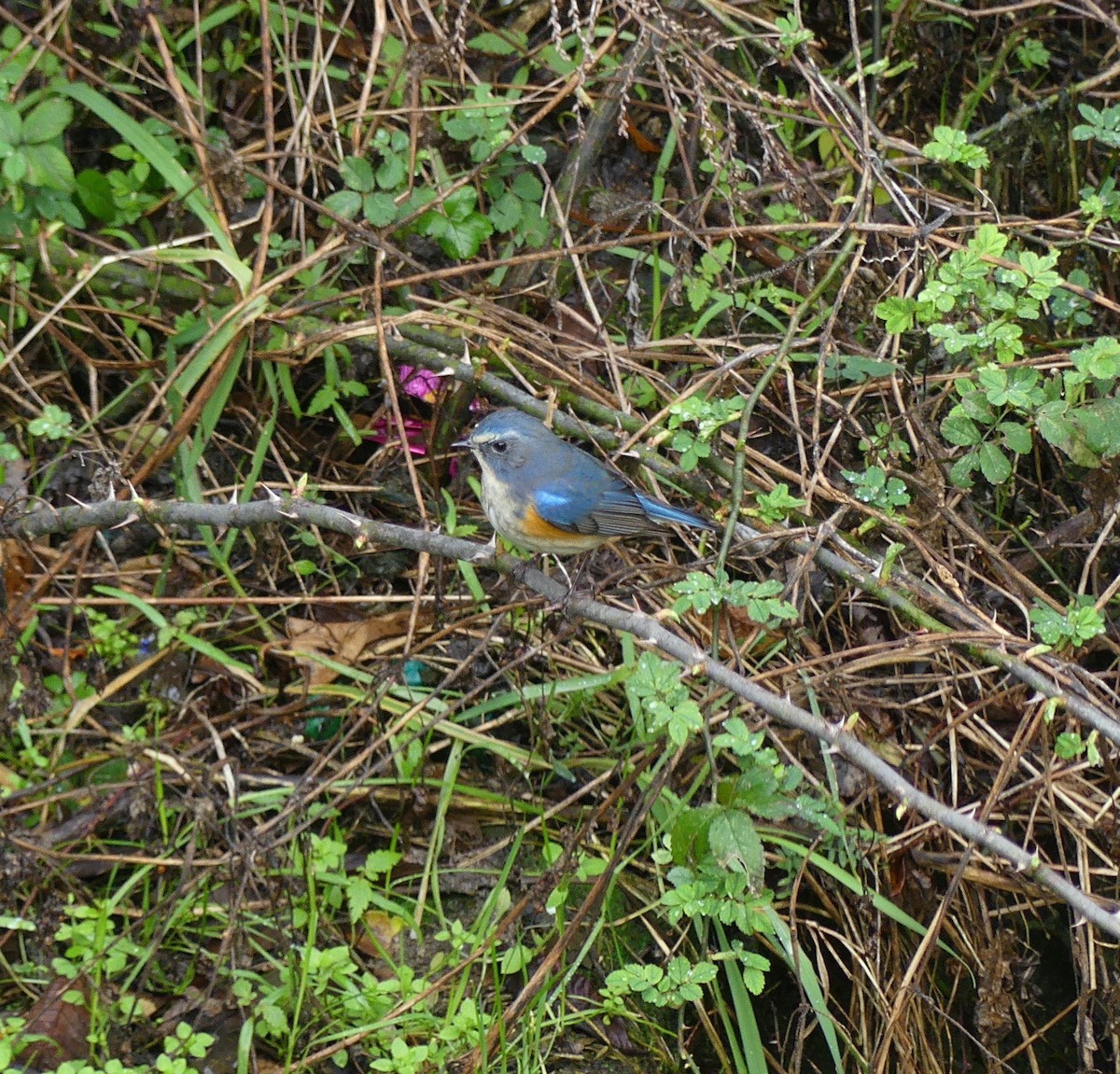 Red-flanked Bluetail - ML620318505