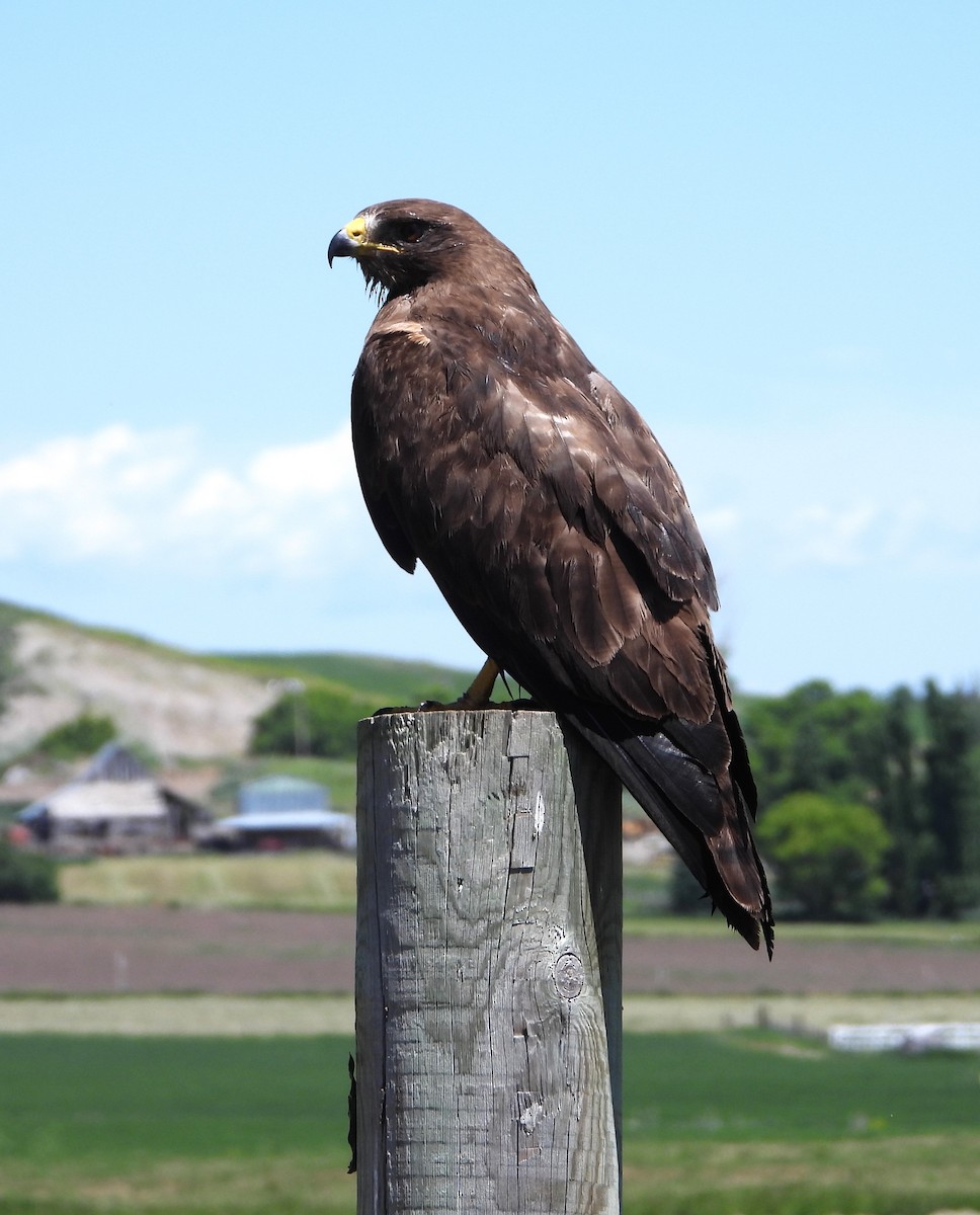 Swainson's Hawk - ML620318515