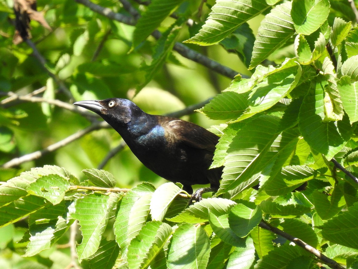 Common Grackle - ML620318519