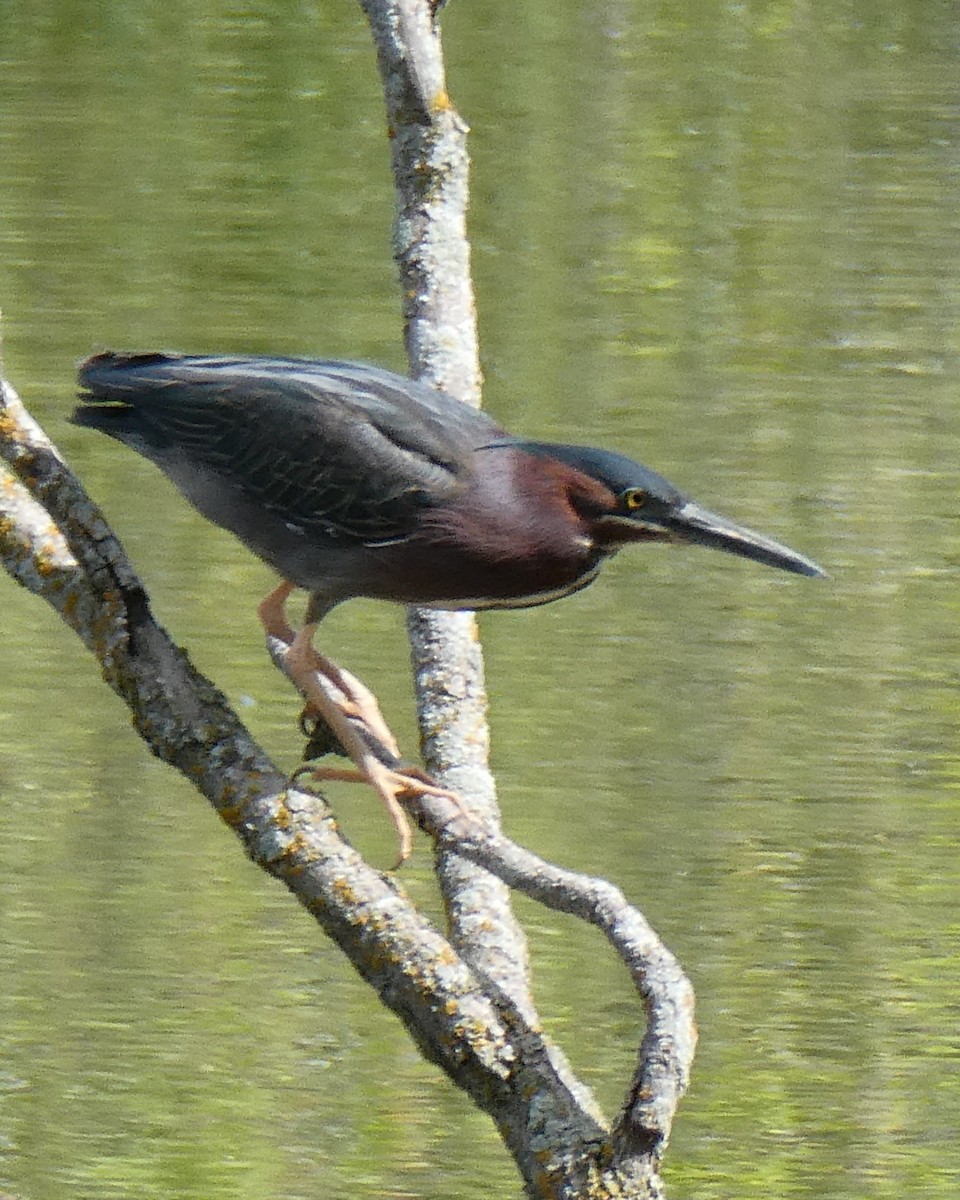 Green Heron - ML620318523