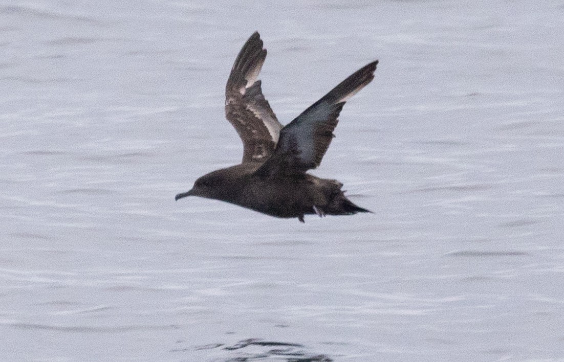 Sooty Shearwater - David Barton