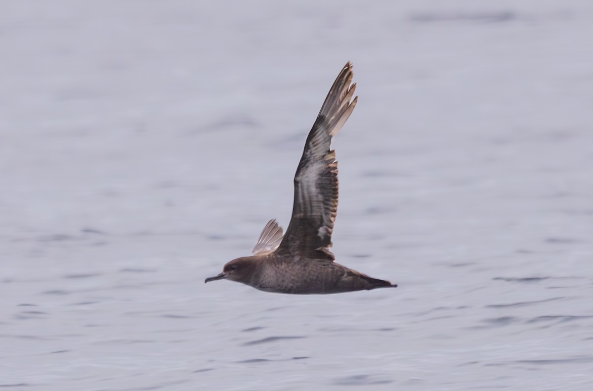 Sooty Shearwater - ML620318528