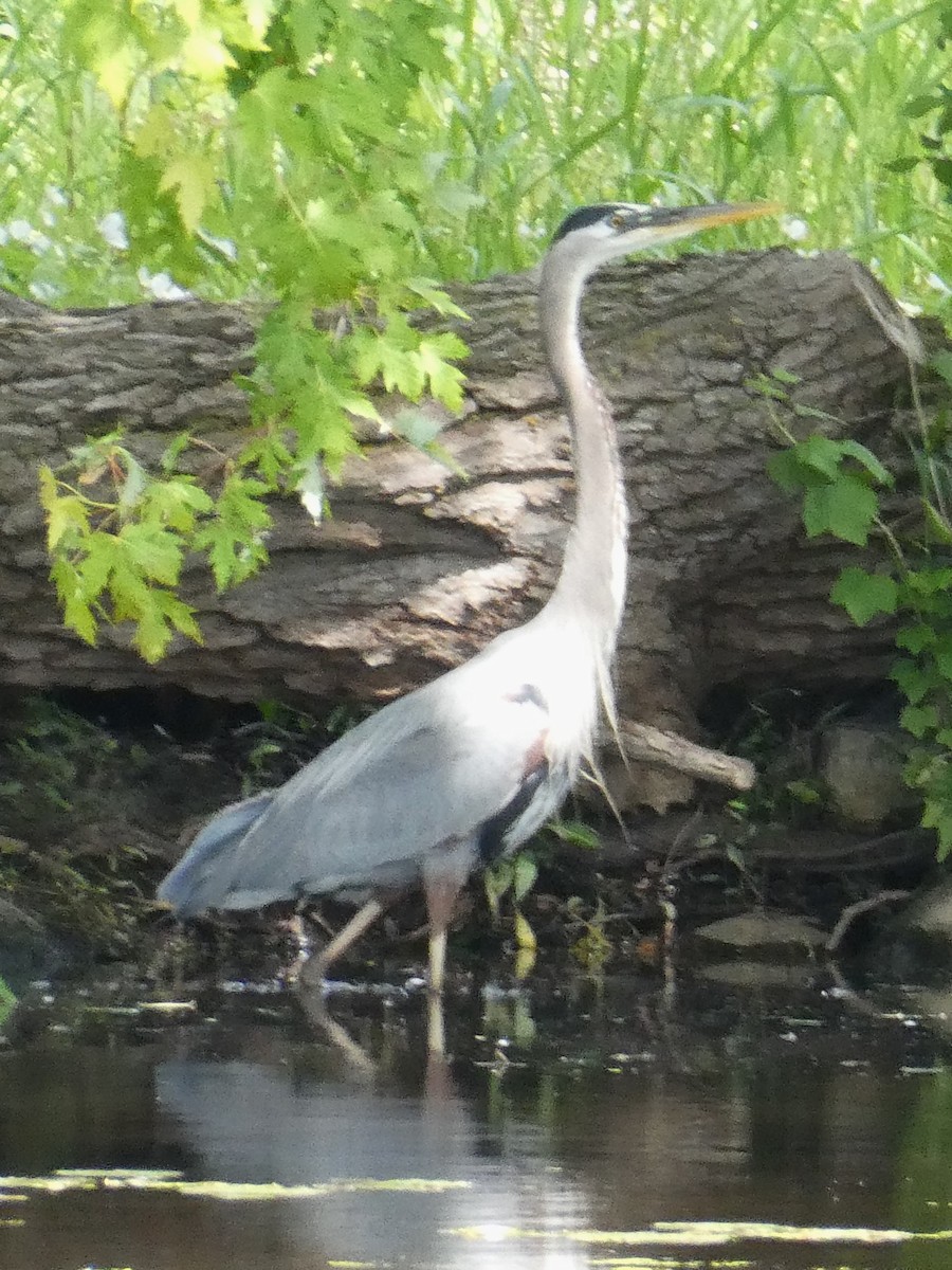 Great Blue Heron - ML620318533