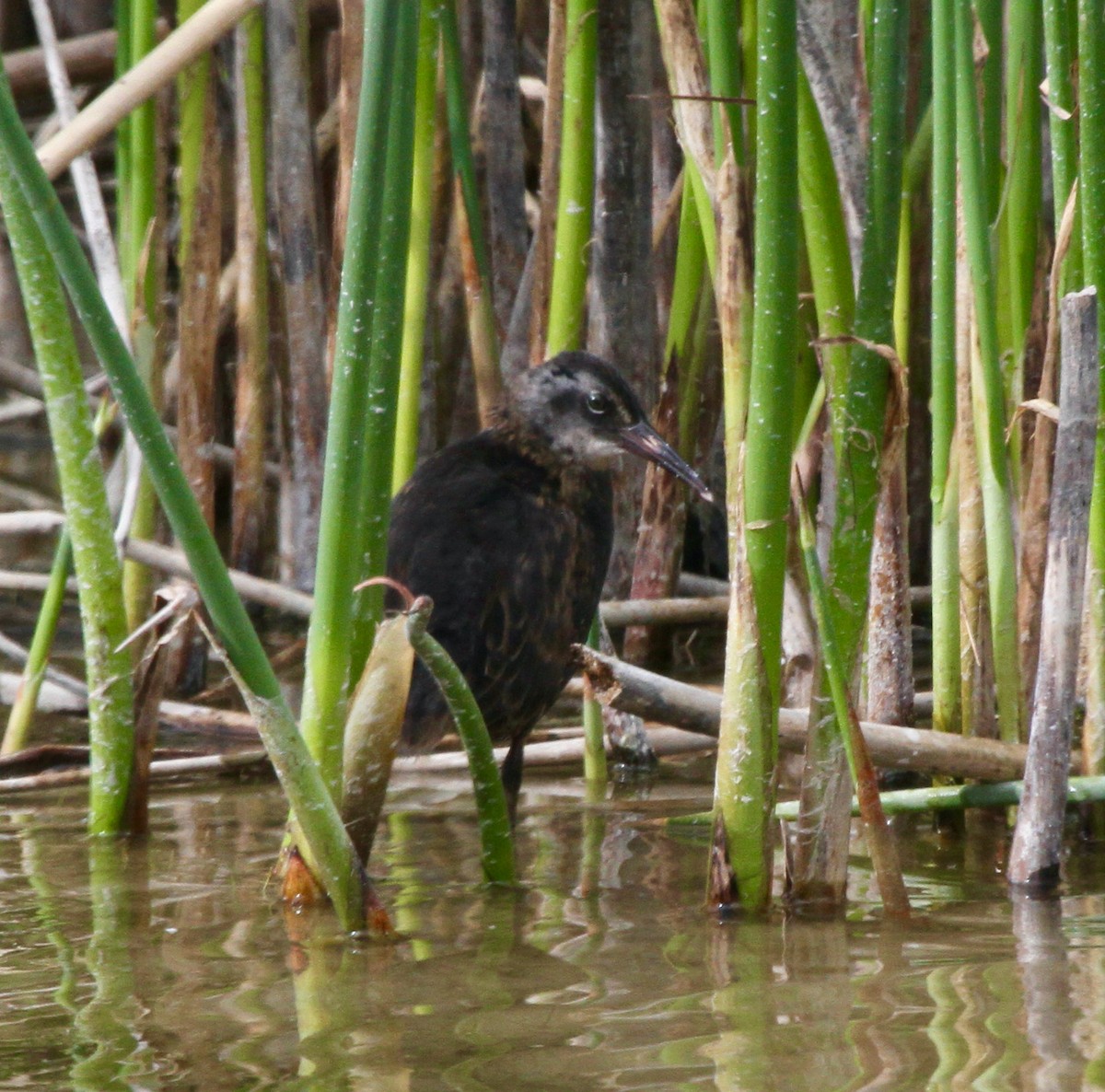 Virginia Rail - ML620318536