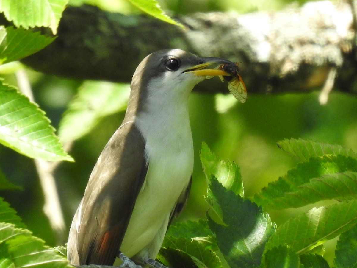 Yellow-billed Cuckoo - ML620318555