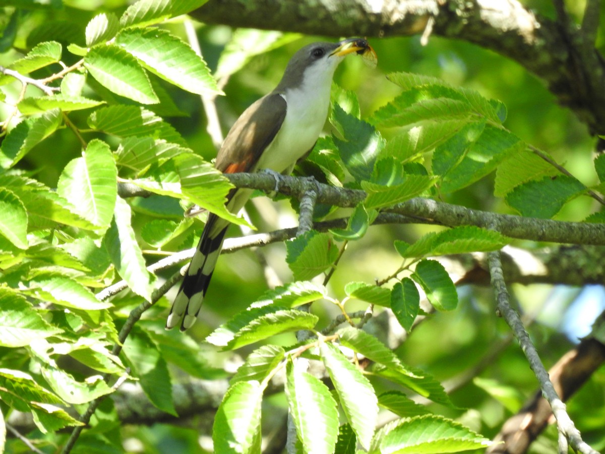 Yellow-billed Cuckoo - ML620318560