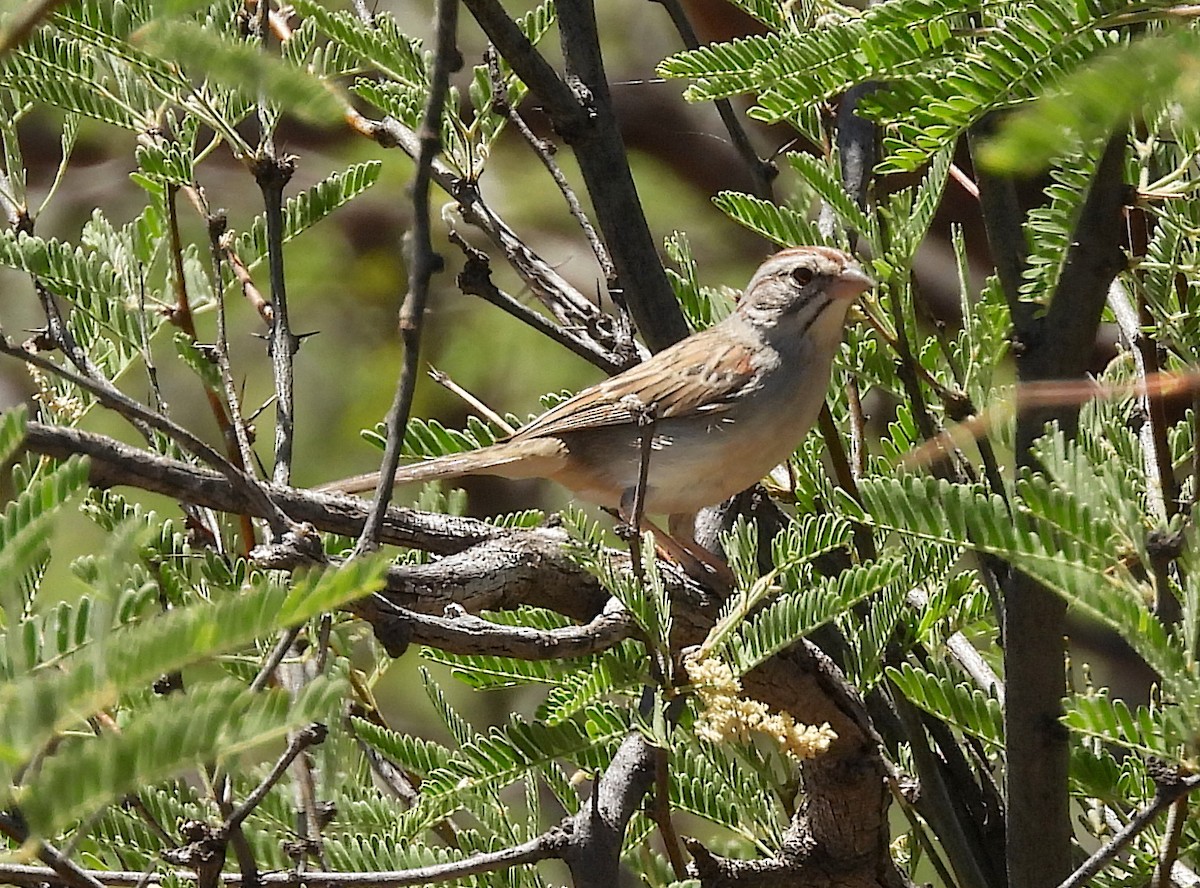 Rufous-winged Sparrow - ML620318571