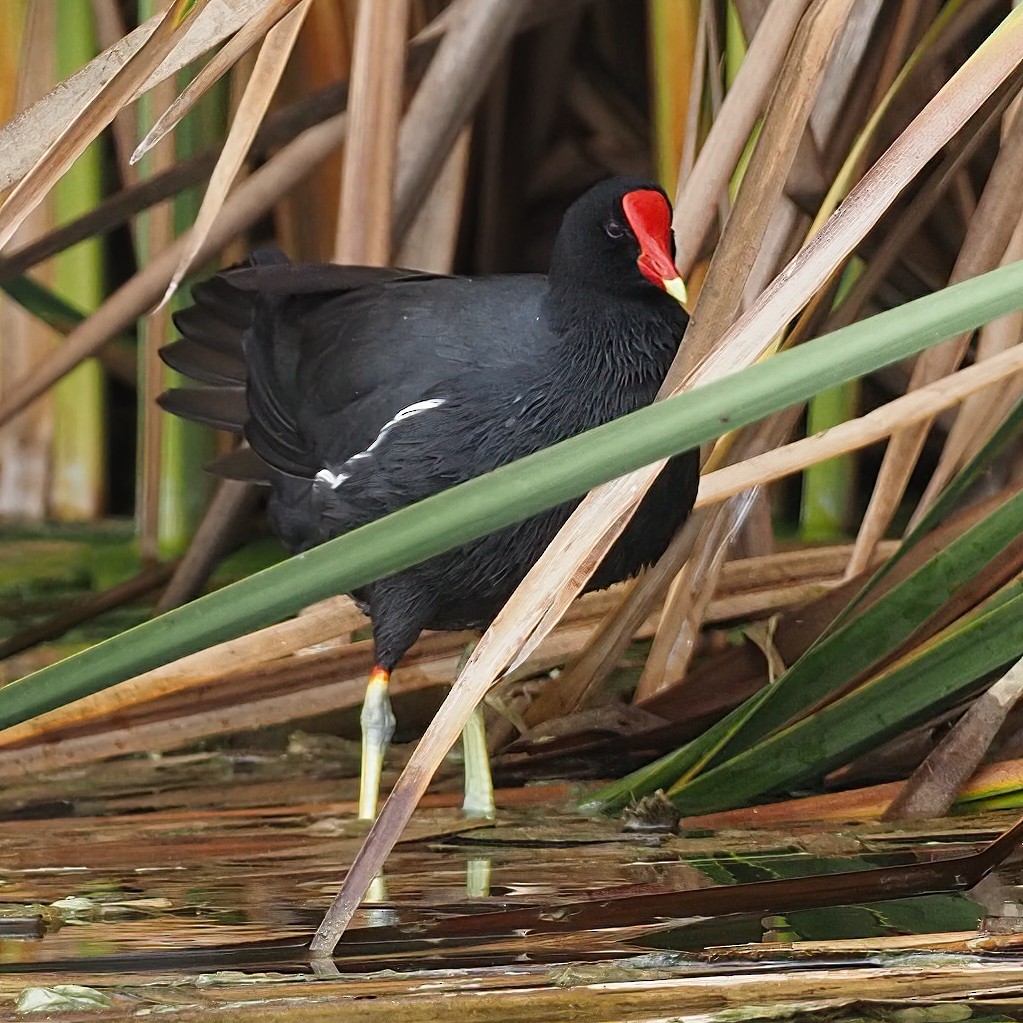 Gallinule d'Amérique - ML620318575