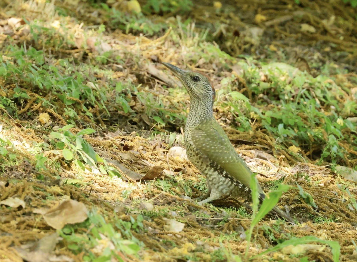 Eurasian Green Woodpecker - ML620318586