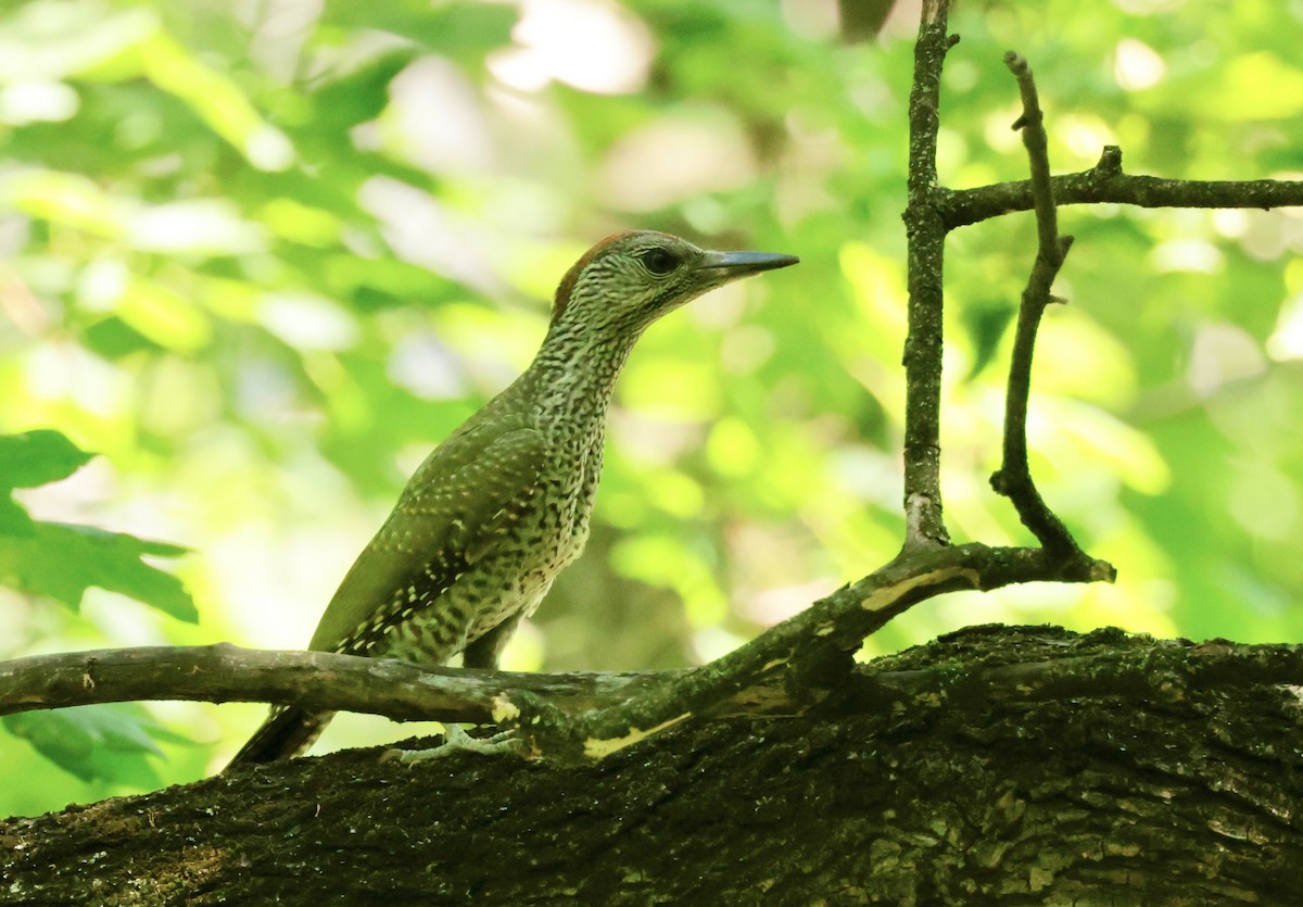 Eurasian Green Woodpecker - Ken Oeser