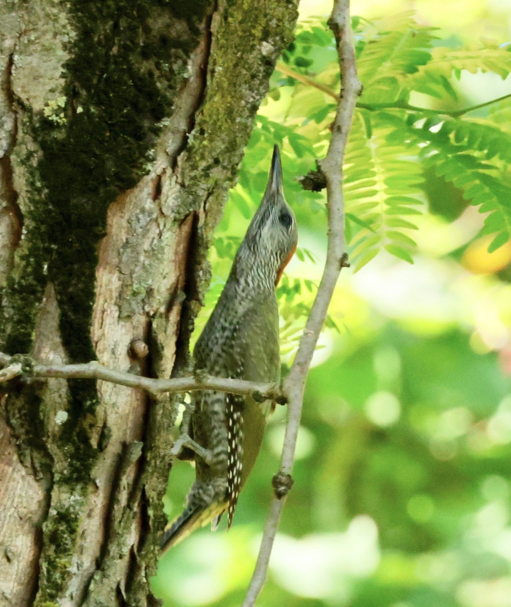 Eurasian Green Woodpecker - ML620318592