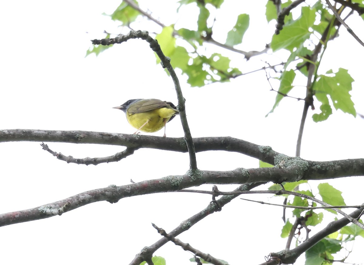 Mourning Warbler - ML620318593