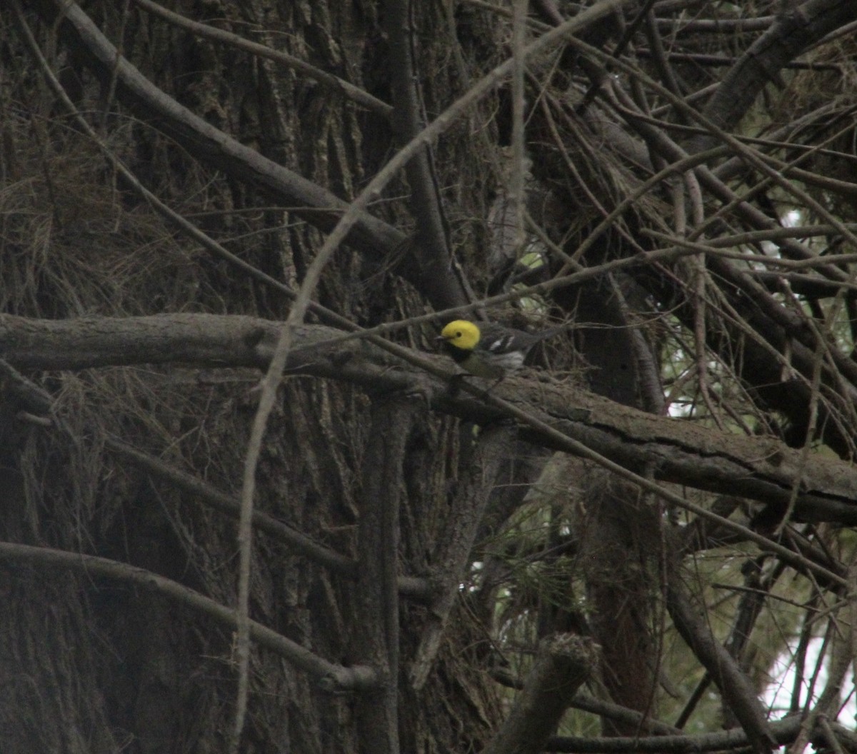 Hermit Warbler - ML620318594