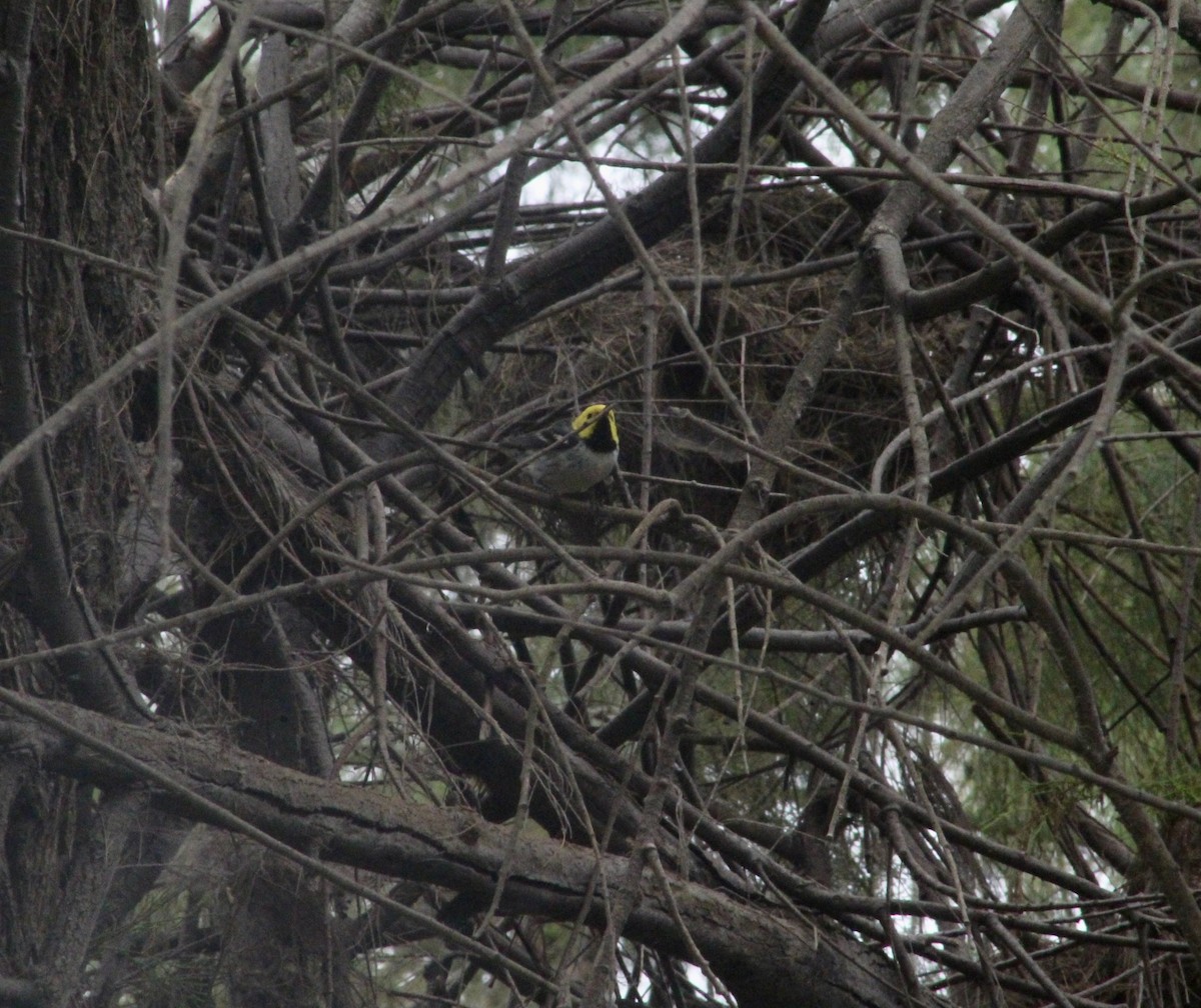 Hermit Warbler - ML620318597