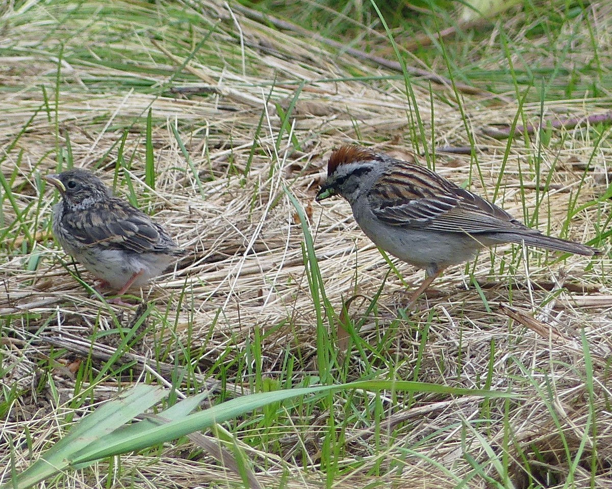 Chipping Sparrow - ML620318599