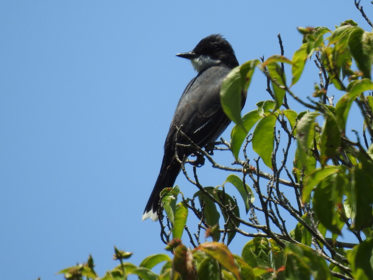 Eastern Kingbird - ML620318607