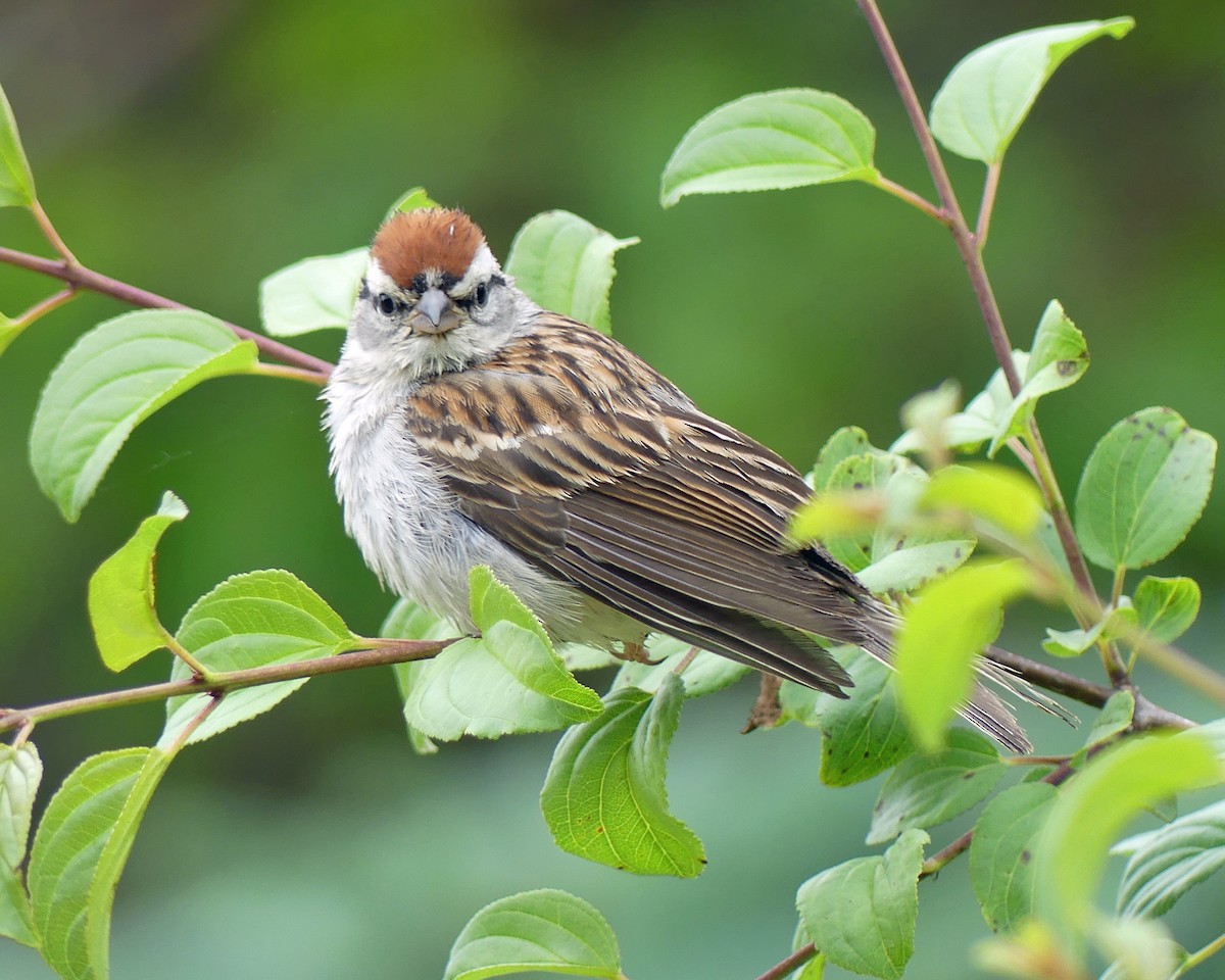 Chipping Sparrow - ML620318608