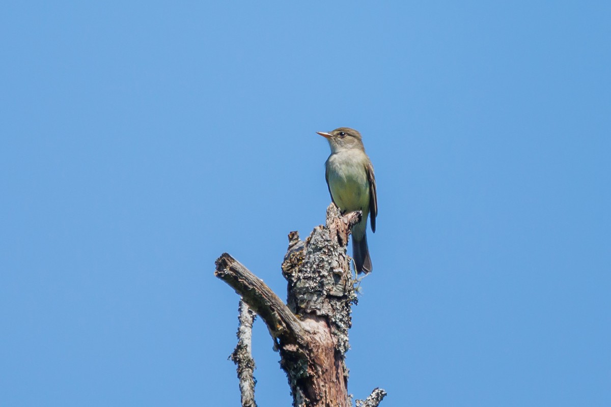 Willow Flycatcher - ML620318613