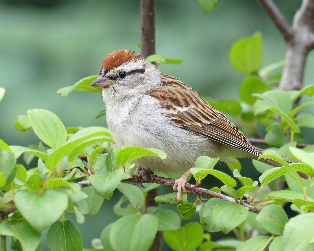 Chipping Sparrow - ML620318614