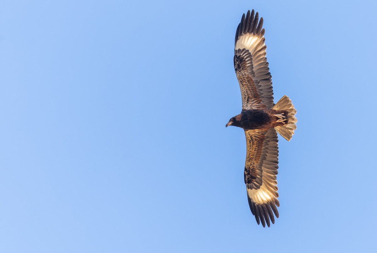 Black-breasted Kite - ML620318619