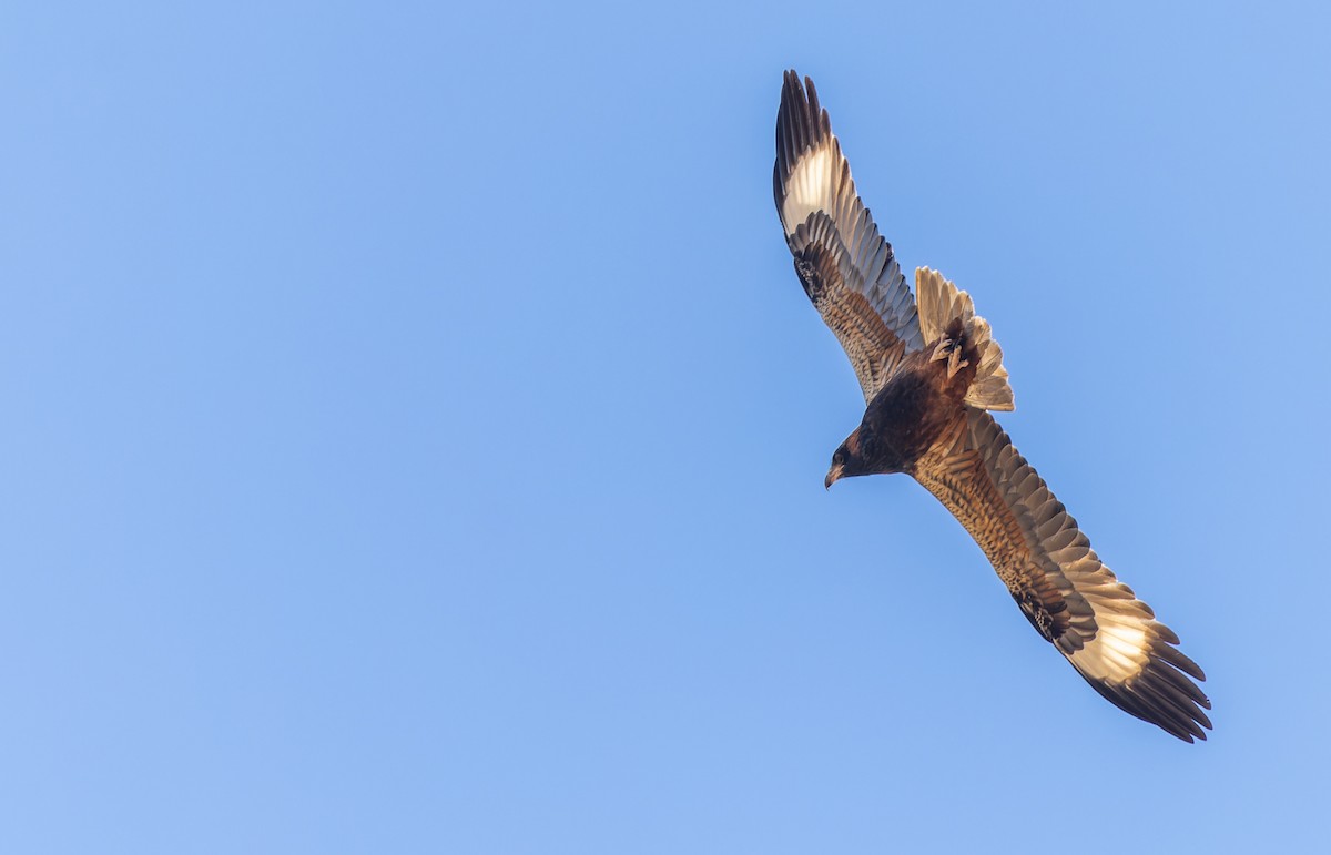 Black-breasted Kite - ML620318621