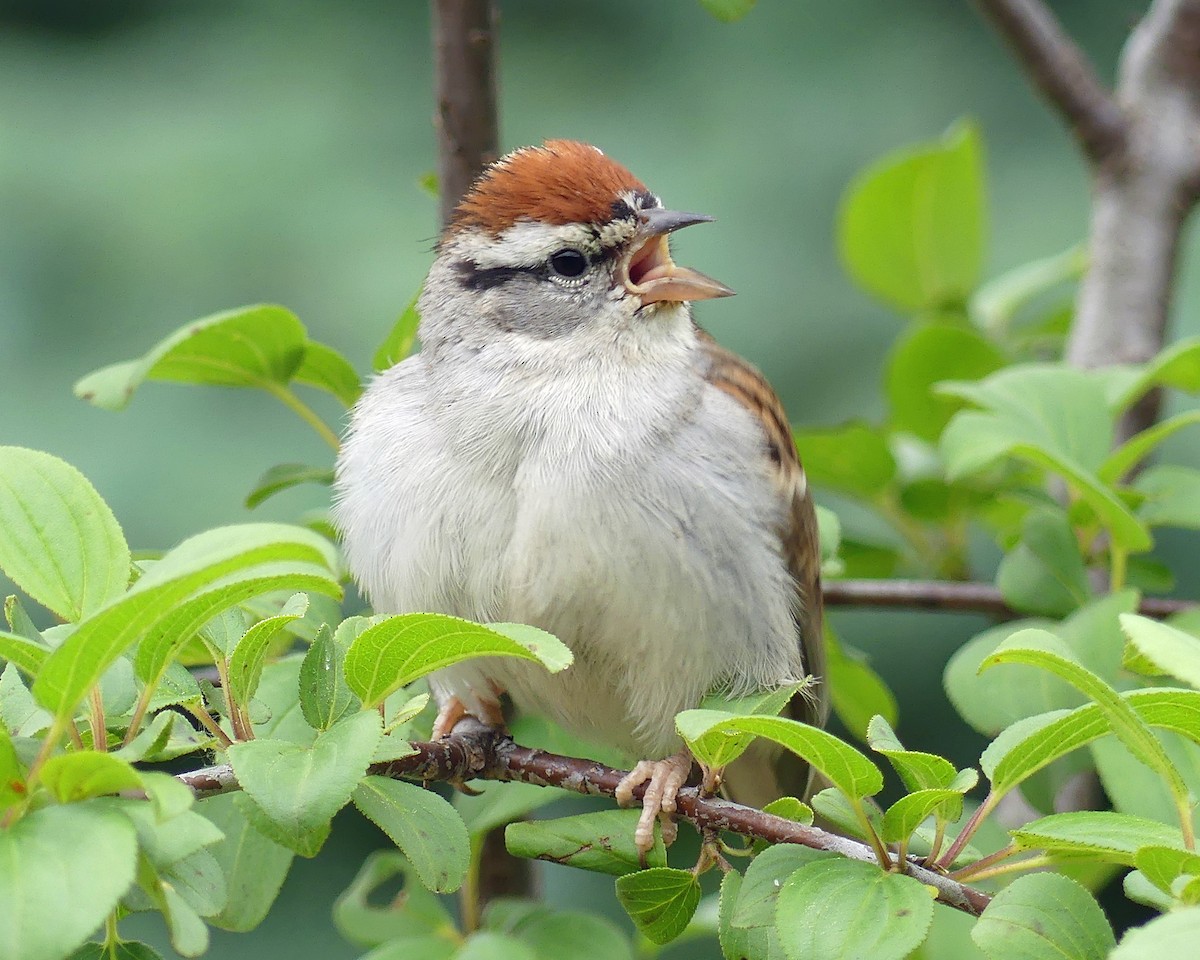 Chipping Sparrow - ML620318622