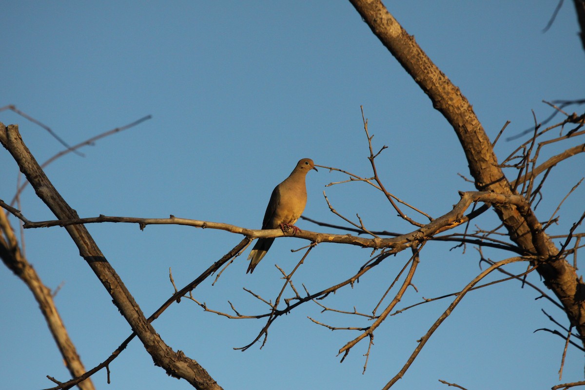 Mourning Dove - ML620318623