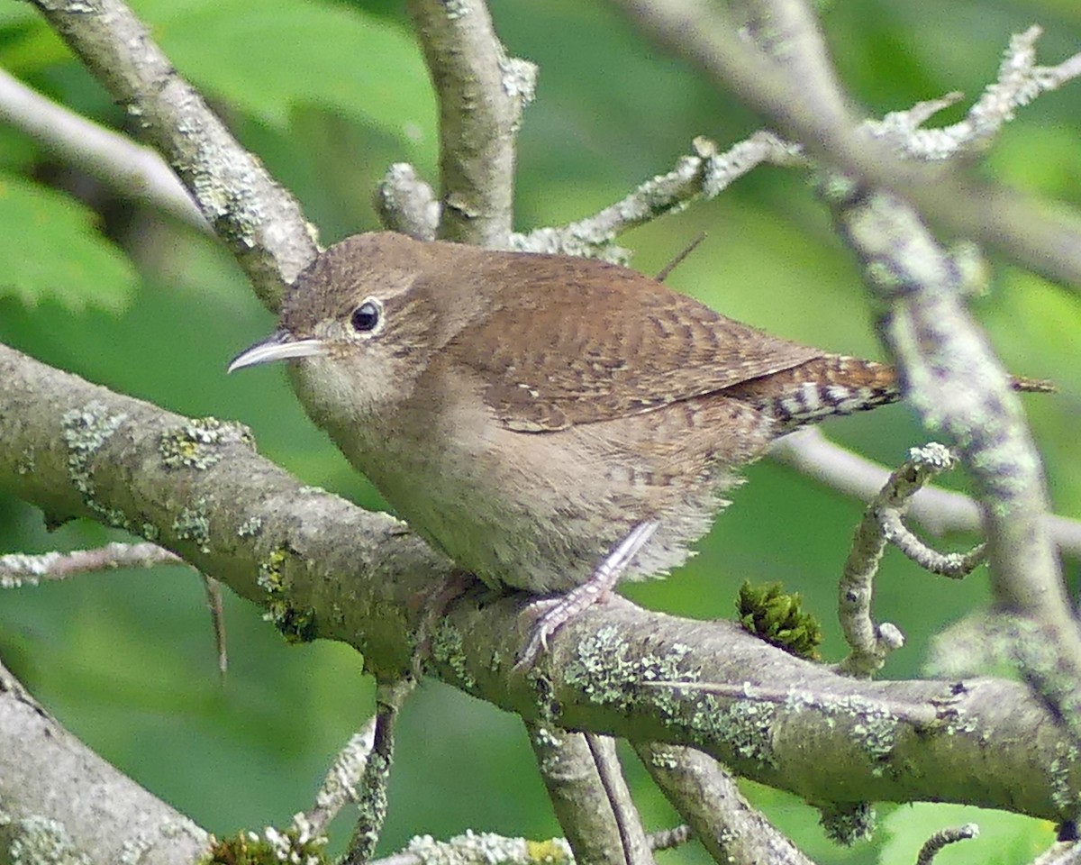 House Wren - ML620318631