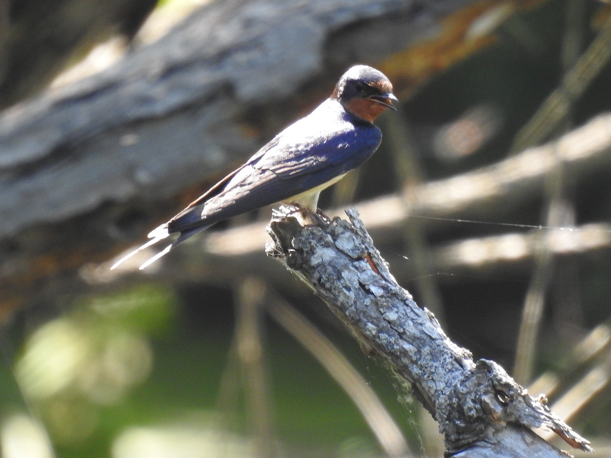 Barn Swallow - ML620318635