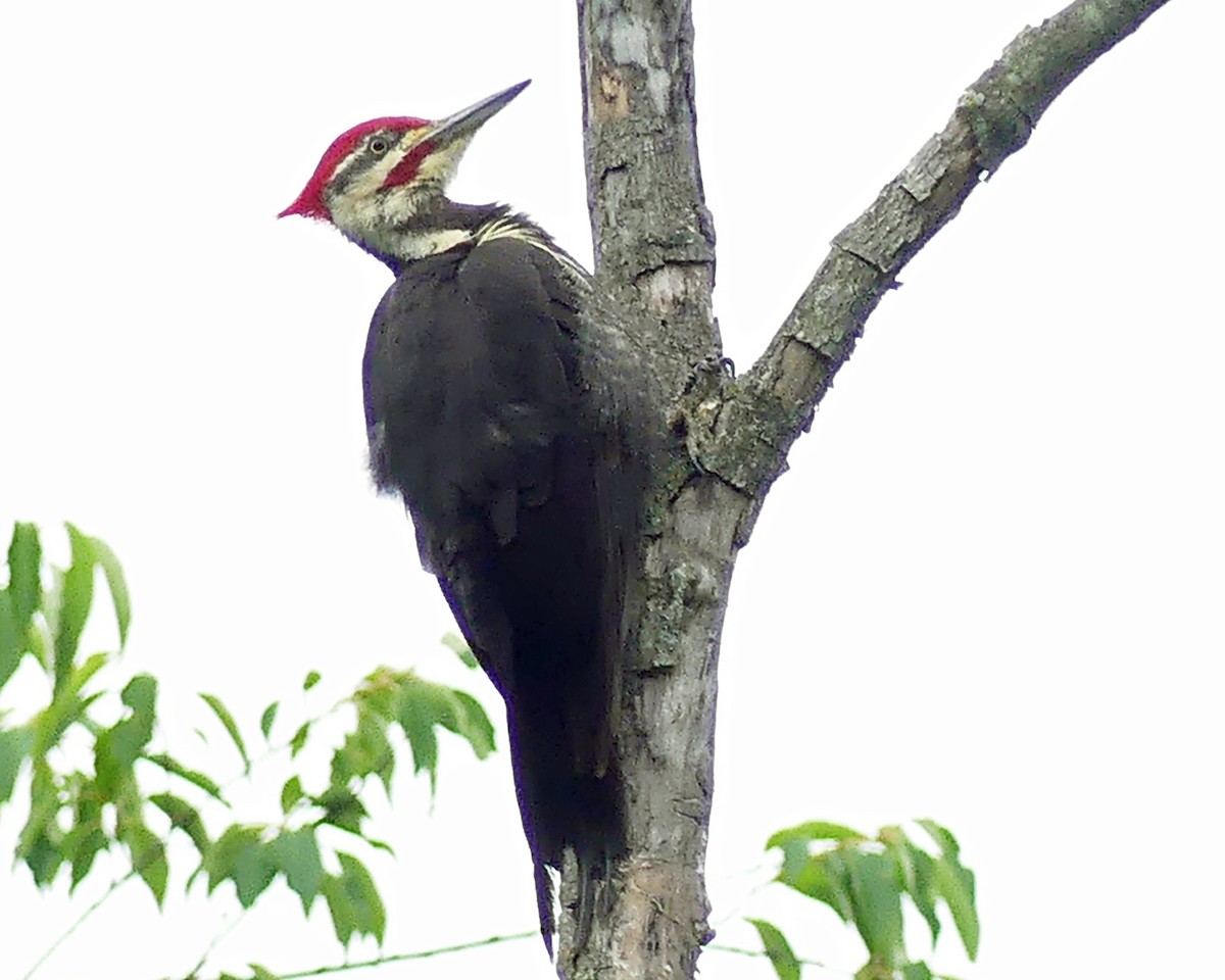 Pileated Woodpecker - ML620318640