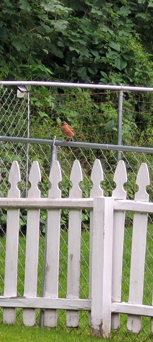 American Robin - Matthew Howard