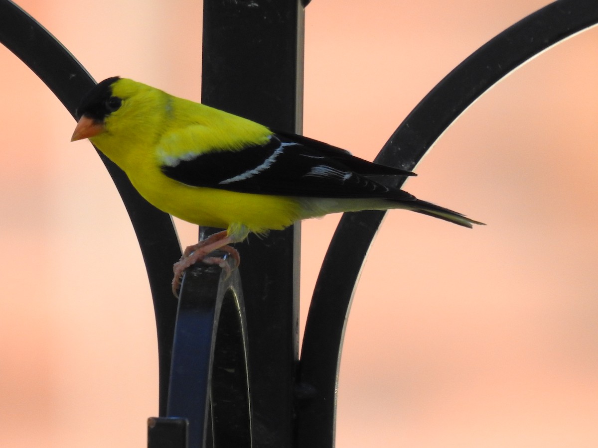 American Goldfinch - ML620318651