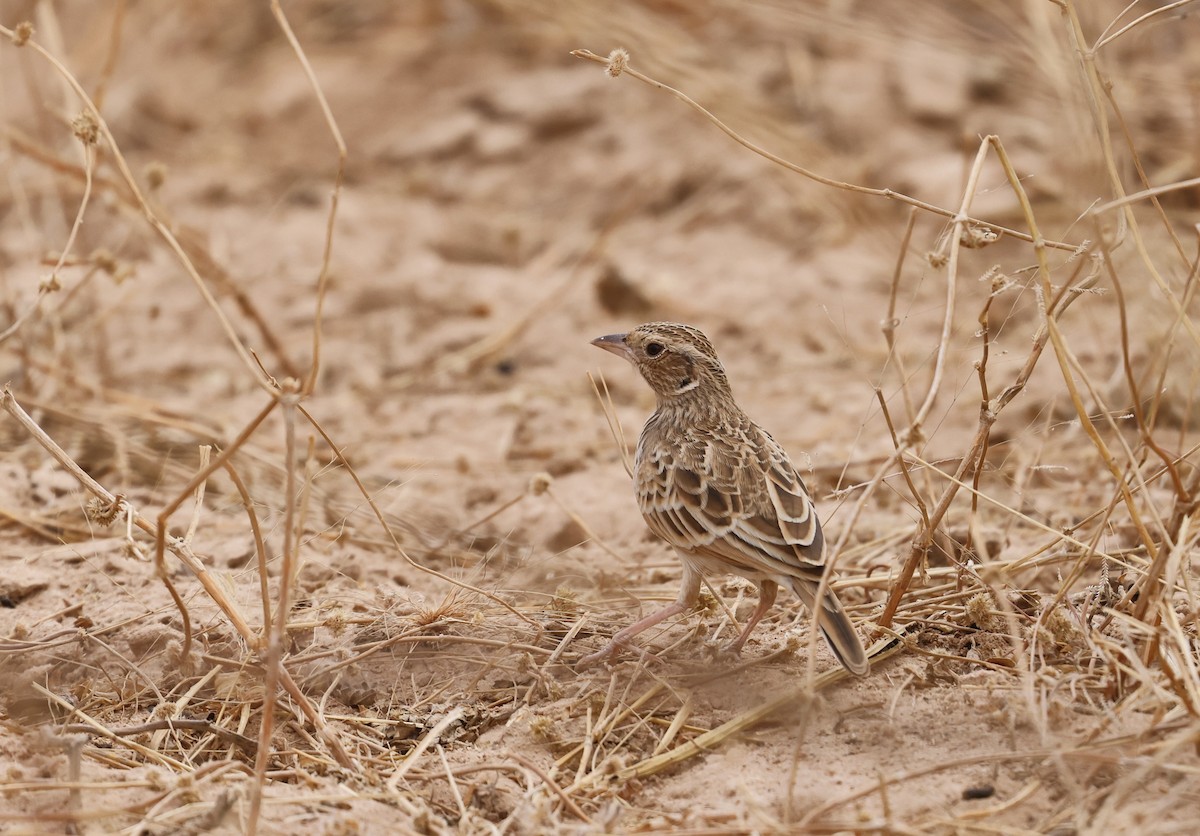 Singing Bushlark - ML620318652