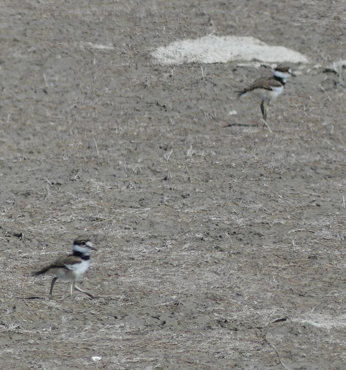 Killdeer - ML620318673