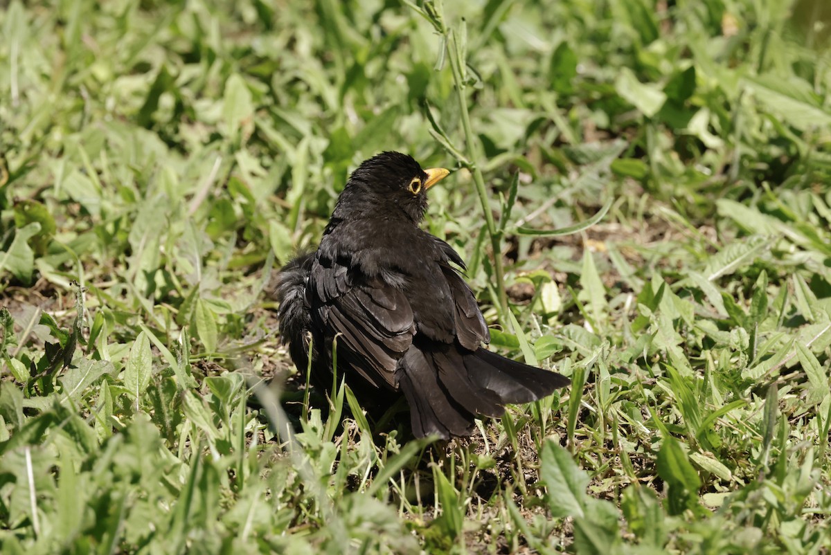 Eurasian Blackbird - ML620318675