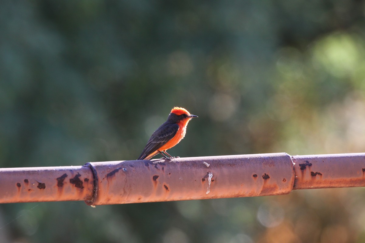 Vermilion Flycatcher - ML620318679