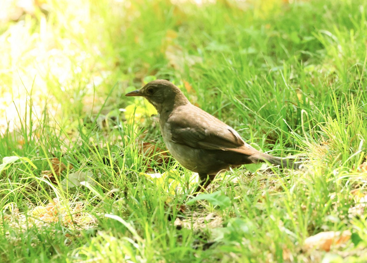 Eurasian Blackbird - ML620318680