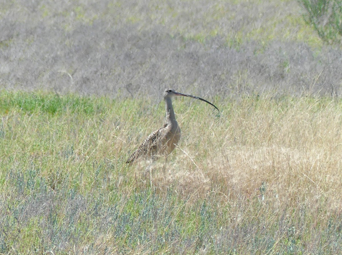 Long-billed Curlew - ML620318682