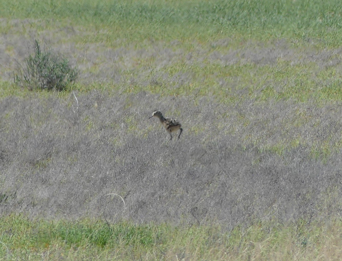 Long-billed Curlew - ML620318683