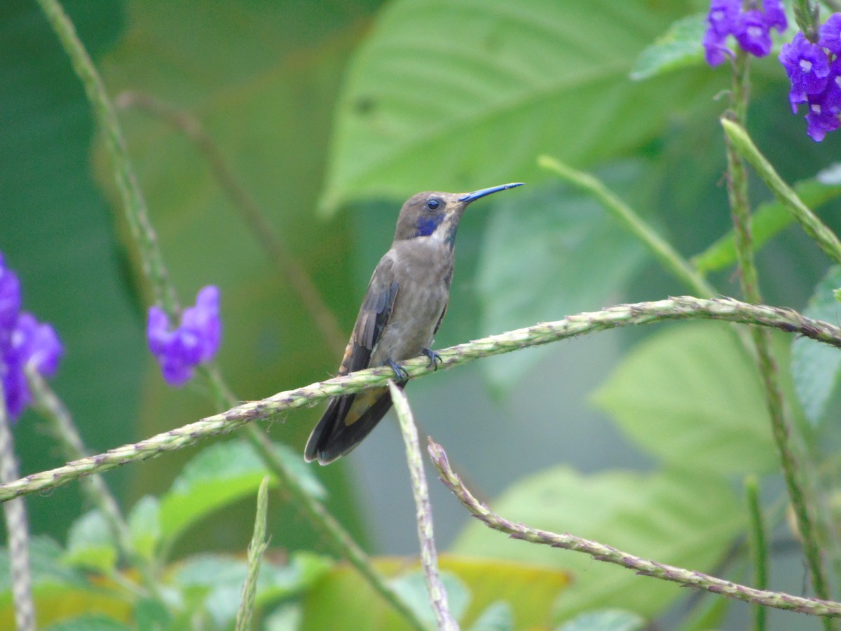 Colibrí Pardo - ML620318685