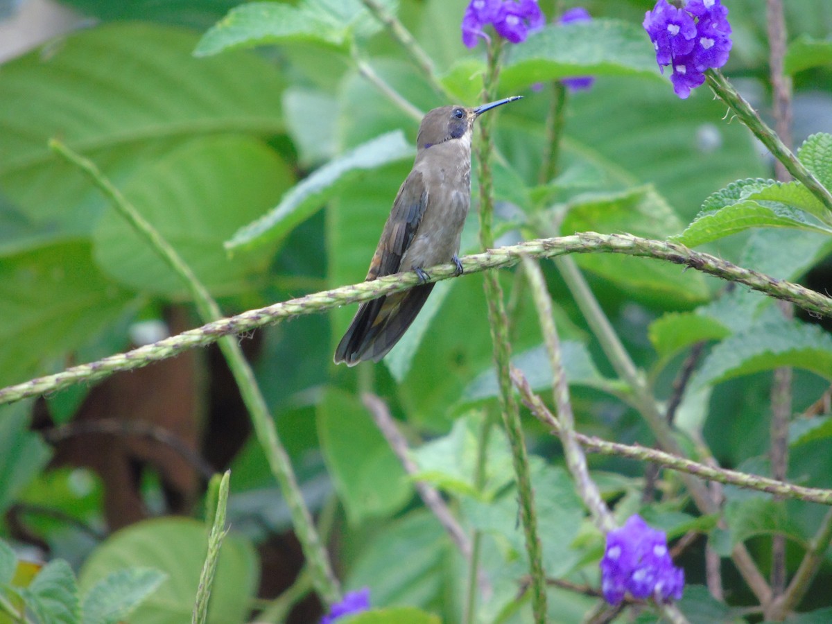 kolibřík fialovouchý - ML620318686