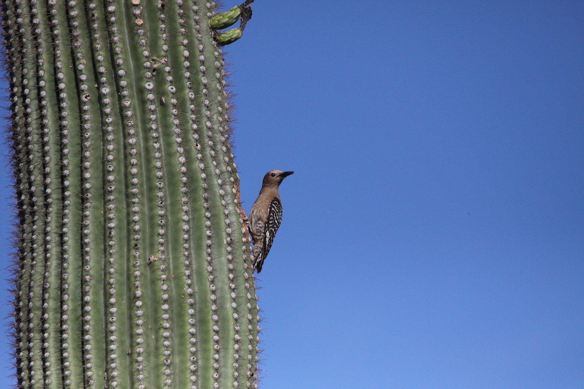 Gila Woodpecker - ML620318687