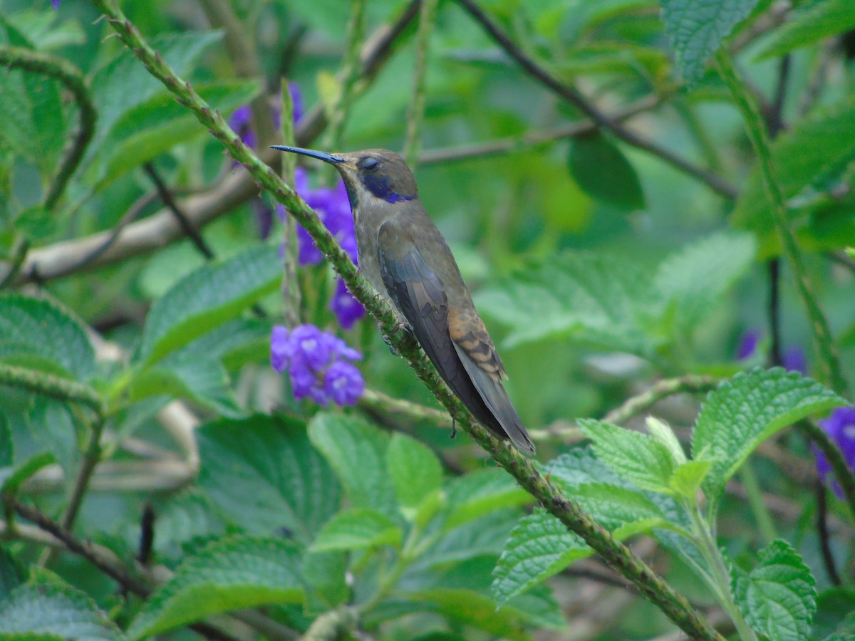 kolibřík fialovouchý - ML620318688
