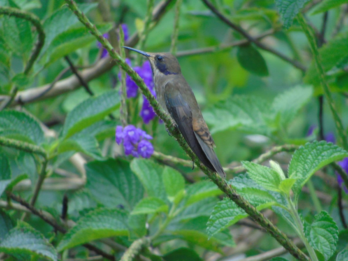 Colibrí Pardo - ML620318689