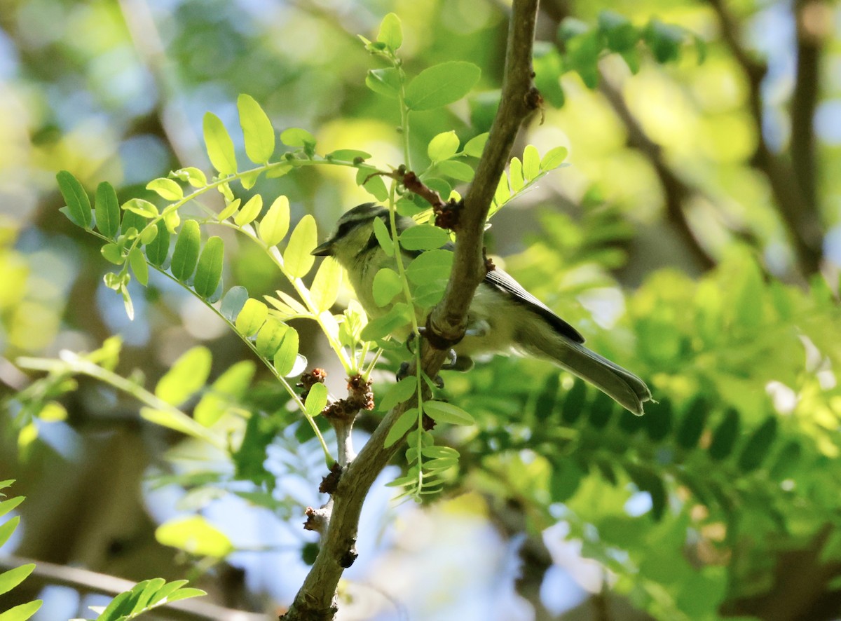 Eurasian Blue Tit - ML620318690