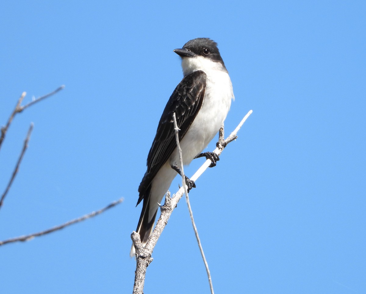 Eastern Kingbird - ML620318692